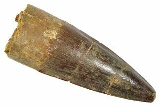 Fossil Spinosaurus Tooth - Real Fossil Tooth #372903