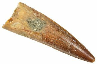 Fossil Spinosaurus Tooth - Nice Tip #372910