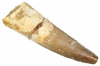 Fossil Spinosaurus Tooth - Real Fossil Tooth #372914