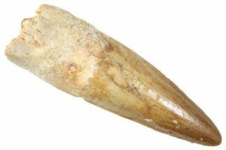 Fossil Spinosaurus Tooth - Real Fossil Tooth #372922