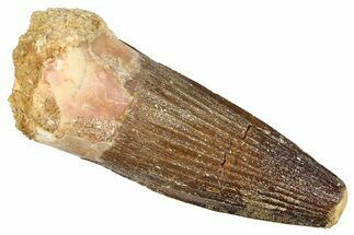 Fossil Spinosaurus Tooth - Feeding Worn Tooth #372928