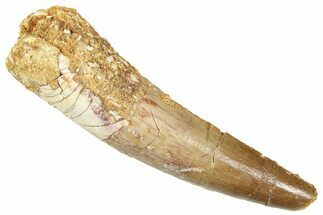 Fossil Spinosaurus Tooth - Real Fossil Tooth #372931