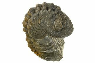 Wide, Curled Morocops Trilobite - Morocco #323238