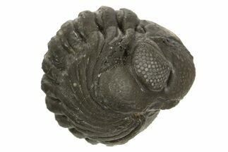 Wide, Enrolled Austerops Trilobite - Morocco #323240