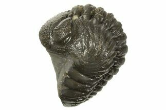 Long, Curled Austerops Trilobite - Morocco #323245