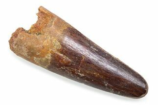 Fossil Spinosaurus Tooth - Real Fossil Tooth #372857