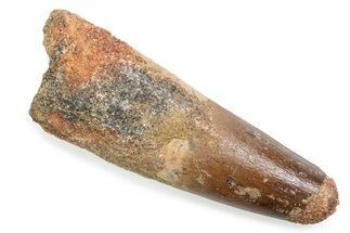 Fossil Spinosaurus Tooth - Feeding Worn Tooth #372859
