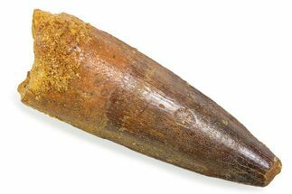Fossil Spinosaurus Tooth - Feeding Worn Tooth #372869