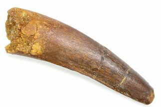 Fossil Spinosaurus Tooth - Feeding Worn Tooth #372888
