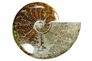 Polished Ammonite (Cleoniceras) Fossil - Madagascar #372952