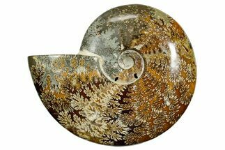 Polished Ammonite (Cleoniceras) Fossil - Madagascar #372953