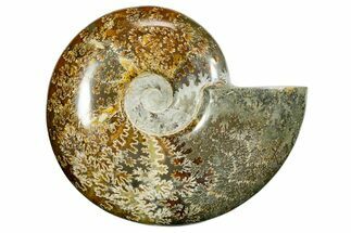 Polished Ammonite (Cleoniceras) Fossil - Madagascar #372956