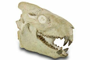 Premium Specimens For Sale