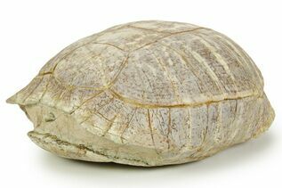 Reptile, Amphibians & Synapsids For Sale