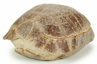 Colorful Inflated Fossil Tortoise (Stylemys) - South Dakota #373008