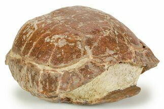 Adorable, Inflated Fossil Tortoise (Stylemys) - South Dakota #373011