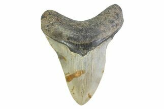 Serrated, Fossil Megalodon Tooth - North Carolina #373162