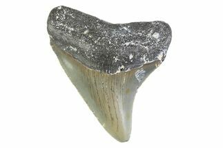 Serrated, Juvenile Megalodon Tooth - North Carolina #373165