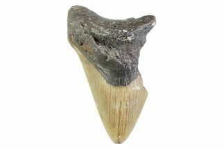 Partial, Fossil Megalodon Tooth - North Carolina #373178