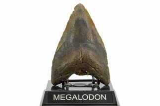 Bargain, Fossil Megalodon Tooth - North Carolina #373118