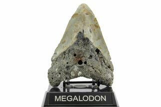Bargain, Fossil Megalodon Tooth - North Carolina #373133