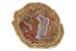 Polished Red Hot (Berrendo) Thunderegg Half - Mexico #373210
