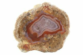 Polished Red Hot (Berrendo) Thunderegg Half - Mexico #373212