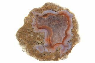Polished Red Hot (Berrendo) Thunderegg Half - Mexico #373236