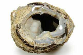 Wide Petrified Wood (Schinoxylon) Limb - Blue Forest, Wyoming #373459