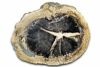 Petrified Wood (Schinoxylon) Round - Blue Forest, Wyoming #373478
