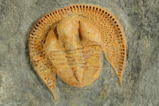 Orange Trinucleid Trilobite (Declivolithus) - Mecissi, Morocco #372453
