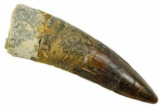 Fossil Spinosaurus Tooth - Real Dinosaur Tooth #373707
