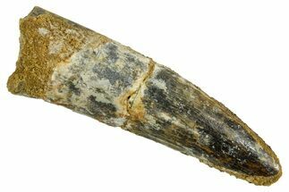 Fossil Spinosaurus Tooth - Real Dinosaur Tooth #373724
