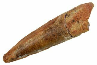 Fossil Spinosaurus Tooth - Real Dinosaur Tooth #373740