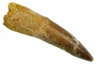 Fossil Spinosaurus Tooth - Real Dinosaur Tooth #373743