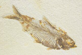Detailed Fossil Fish (Knightia) - Wyoming #373663