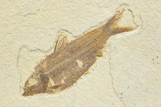Detailed Fossil Fish (Knightia) - Wyoming #373671