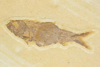 Detailed Fossil Fish (Knightia) - Wyoming #373699