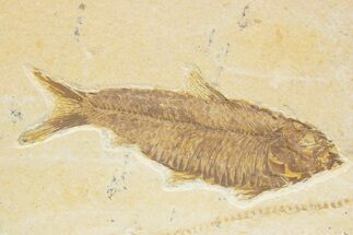 Detailed Fossil Fish (Knightia) - Wyoming #373704
