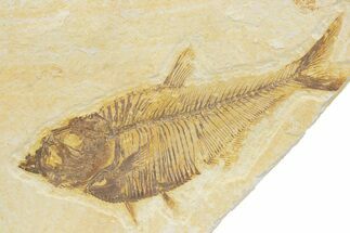 Detailed Fossil Fish (Diplomystus) - Wyoming #373744
