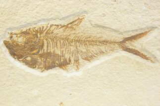 Detailed Fossil Fish (Diplomystus) - Wyoming #373784