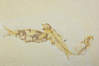Plate With Two Fossil Fish (Knightia) - Wyoming #373862