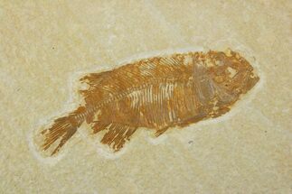 Juvenile Phareodus Fish Fossil - Scarce Species #373882
