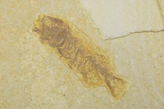 Juvenile Phareodus Fish Fossil - Scarce Species #373883