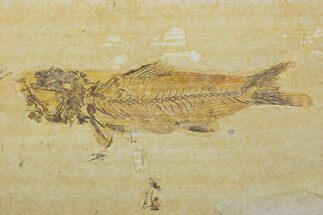 Fossil Fish (Amphiplaga) - Uncommon Species #373890