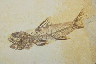 Fossil Fish (Amphiplaga) - Uncommon Species #373892