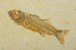 Uncommon Fish Fossil (Mioplosus) - Wyoming #373898