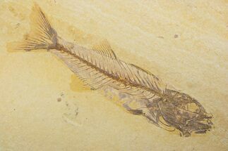 Uncommon Fish Fossil (Mioplosus) - Wyoming #373905