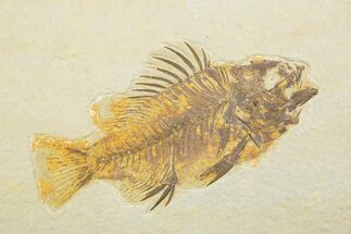 Juvenile Fossil Fish (Cockerellites) - Wyoming #373911