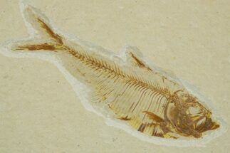 Detailed Fossil Fish (Diplomystus) - Wyoming #373802
